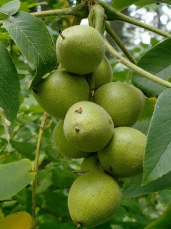 ОРЕХ АЙЛАНТОЛИСТНЫЙ (Juglans ailantifolia Carriere ) НЕТ